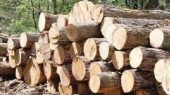 ۵ تن چوب قاچاق در نکا کشف شد!