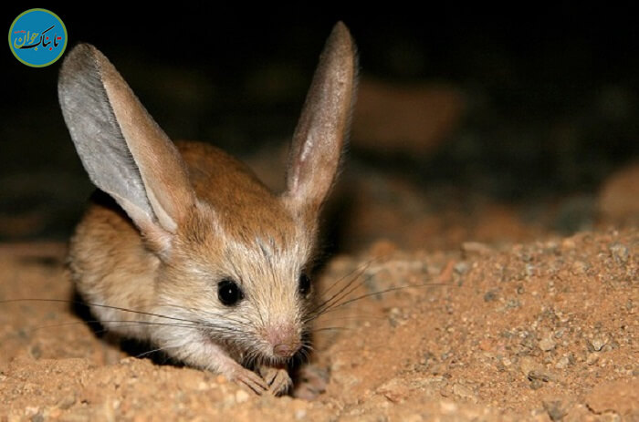 کدام حیوان آب نمی خورد؟ موجودی عجیب در طبیعت موش صحرایی