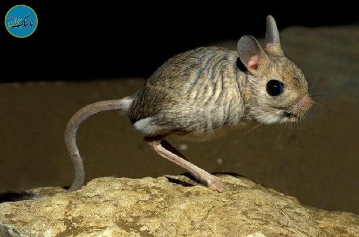 کدام حیوان آب نمی خورد؟ موجودی عجیب در طبیعت موش کانگورویی