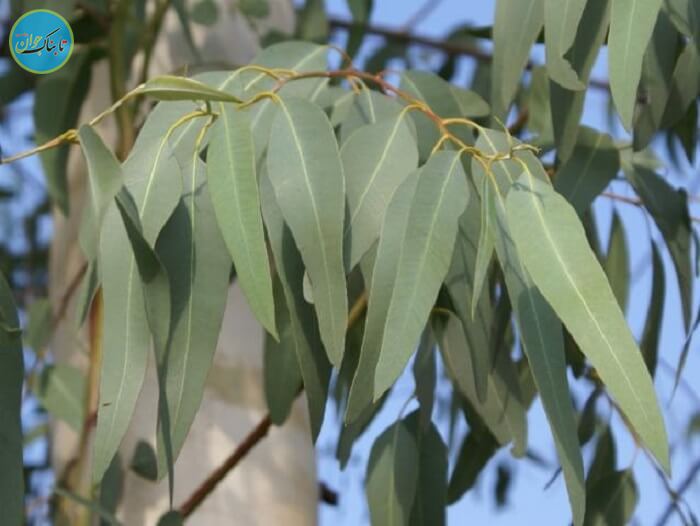 کدام گیاه طلا دارد؟ + روش استخراج و پرورش برگ های اکالیپتوس