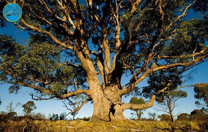 کدام گیاه طلا دارد؟ + روش استخراج و پرورش درخت اکالیپتوس