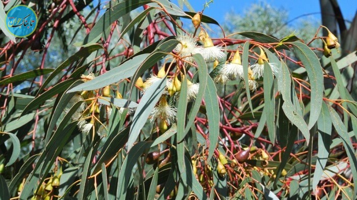 کدام گیاه طلا دارد؟ + روش استخراج و پرورش میوه اکالیپتوس