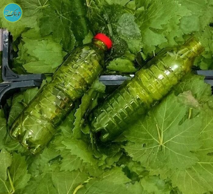 نگهداری برگ مو در بطری نوشابه
