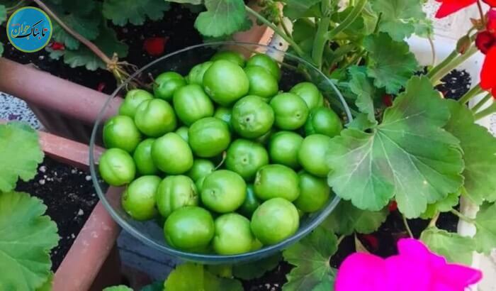 خواص گوجه سبز