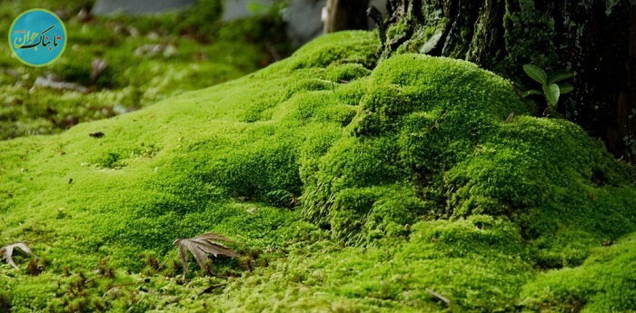 خزه قدیمی ترین گیاهان روی زمین