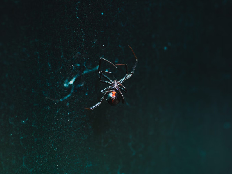 عکس | خطرناکترین عنکبوت دنیا در ایران ساکن است!