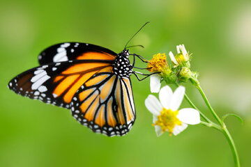 گیاه جالبی که پروانه ها را فریب می دهد+عکس