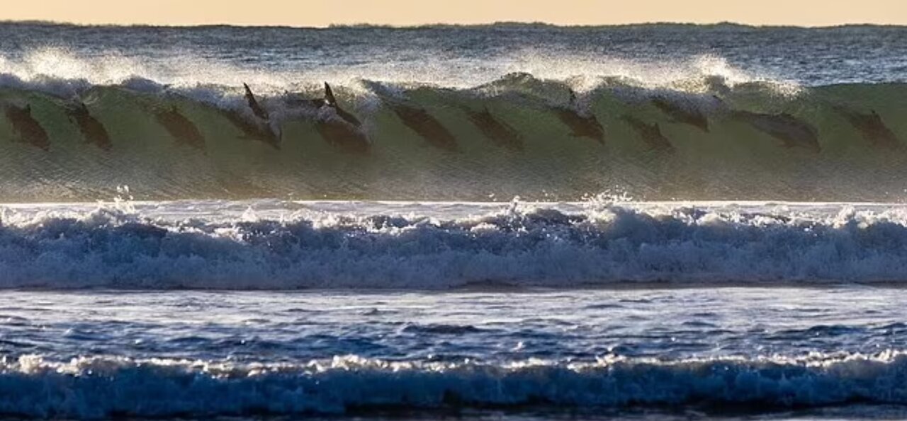 عکسی فوق‌العاده از موج‌سواری گروهی دلفین‌ها