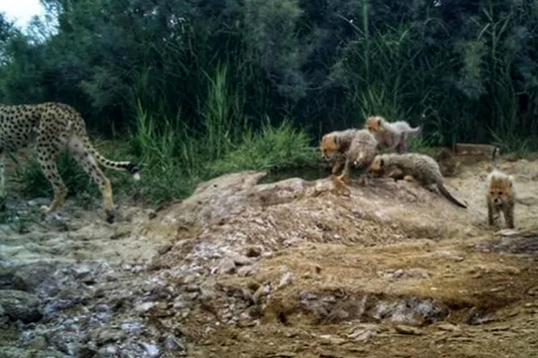 مشاهده «خورشید» و ۴ توله‌اش در توران/ ثبت سومین زادآوری یک یوزپلنگ ایرانی