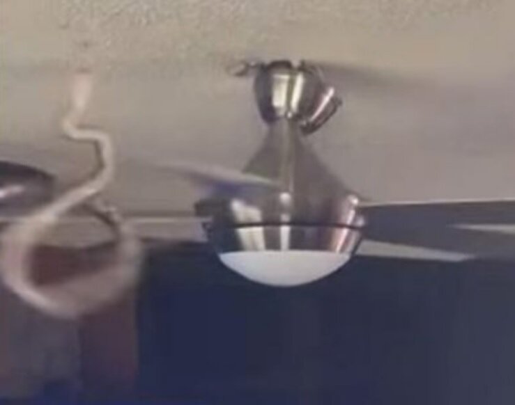 جا خوش کردن یک مار روی پنکه سقفی/ عکس