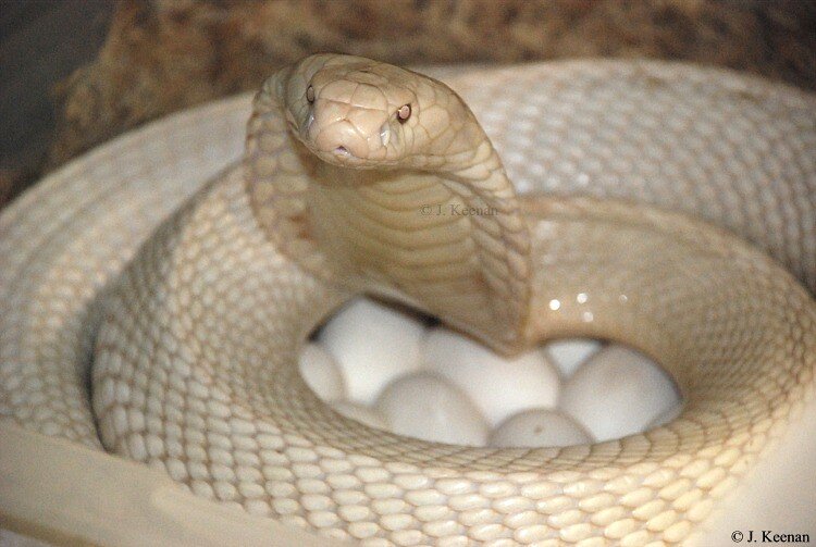 چرا رنگ از رخ این «شاهکبرا» پریدهاست؟/ عکس