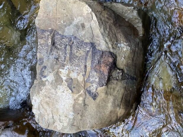 پیدا شدن بقایای موجودات غول‌پیکر باستانی پس از طوفان/ عکس