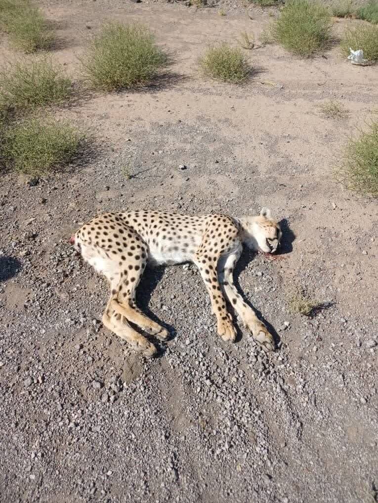«هلیا» و توله باقیماندهاش در انتظار توله کشتهشده/ عکس
