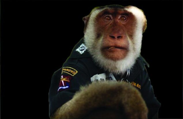 میمون 5ساله‌ای که پلیس شد + عکس
