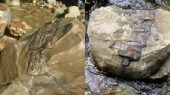 پیدا شدن بقایای موجودات غول‌پیکر باستانی پس از طوفان/ عکس