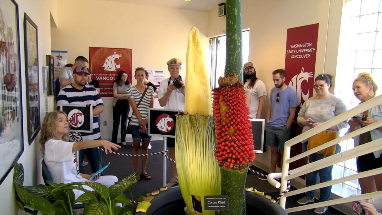 گل جَسَد؛ بدبوترین گل جهان/ عکس