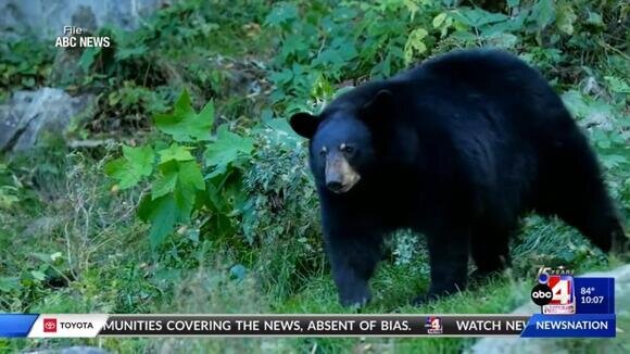 رویارویی با یک خرس سیاه در حین دوچرخهسواری/ عکس