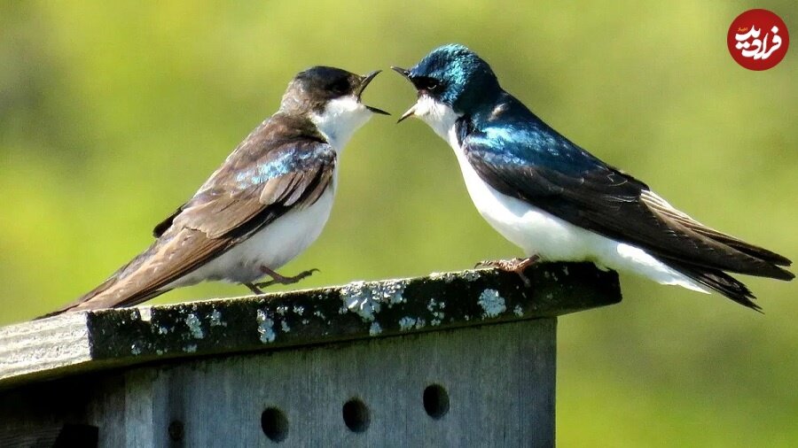 پرندهها بهدلیل « خیانت » از هم طلاق میگیرند