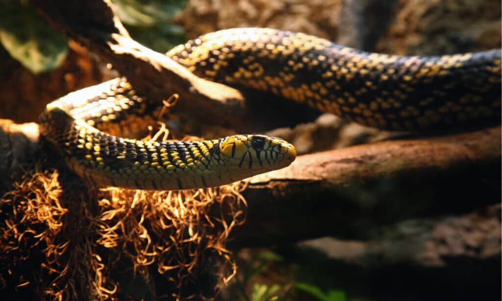 «ببرماری» که از ببر کشندهتر است!/ عکس