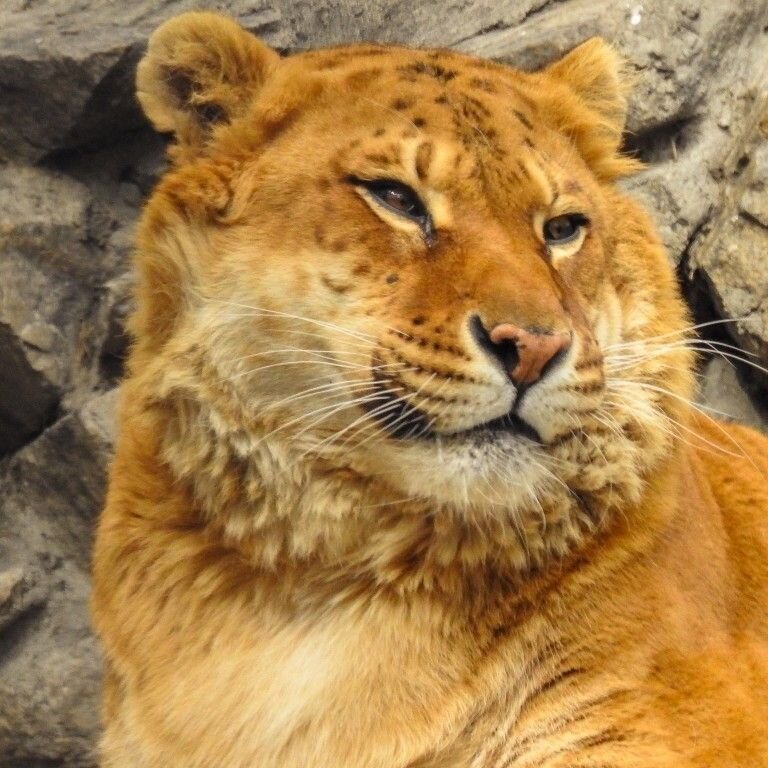 «شیببر» حیوان اعجابانگیزی که حاصل جفتگیری شیر و ببر است!/ عکس