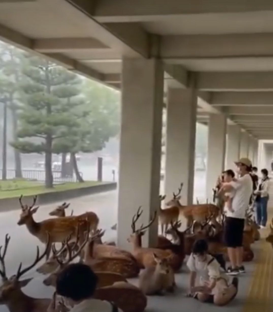 گوزنهای ژاپنی کنار انسانها زیر سقف پناه گرفتند تا با باران خیس نشوند/ عکس