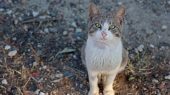 کروناویروس گربه‌سانان؛ ۳۰۰ هزار گربه تلف شدند