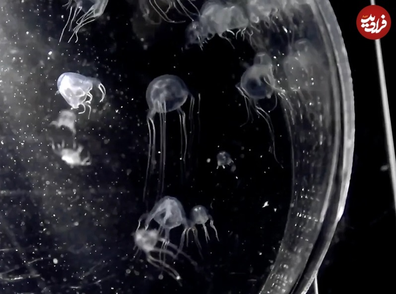 کشف حیرت‌آور یک جانور سمّی با ۲۴ چشم