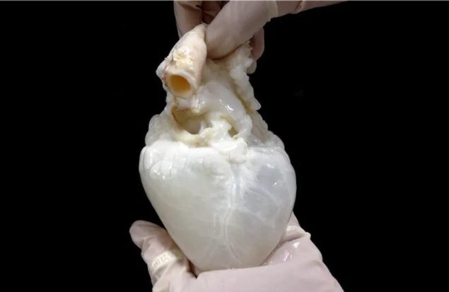 «شبح قلب» انقلابی در صنعت پزشکی/عکس