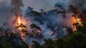 آتش‌سوزی در جزیره محبوب پولدارها