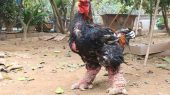 مرغ اژدها  عجیب‌ترین مرغ خانگی در جهان!/ عکس