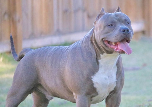 سگ غولپیکر آمریکایی که در بریتانیا وحشت به پا کرده/ عکس