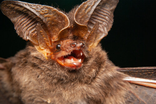 این عاملان کوید، به درمان سرطان کمک می‌کنند!