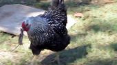 ژاپنی‌ها حرف‌های مرغ‌ها را ترجمه می‌کنند