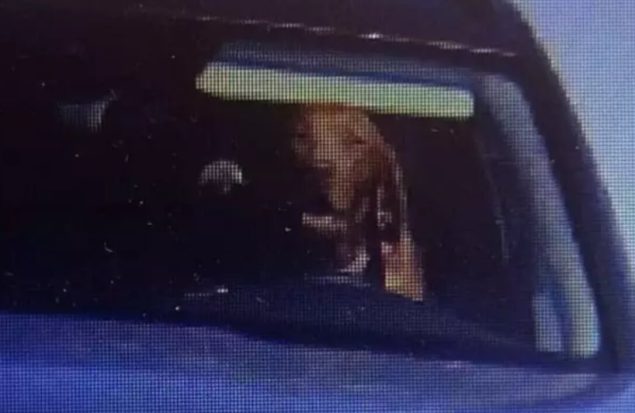 جریمه راننده‌ای که فرمان خودرو را به سگش داده بود