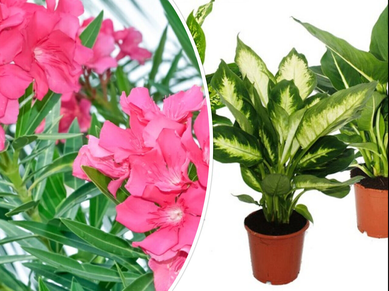 اگر این دو گیاه آپارتمانی را دارید،مراقب باشید کودکتان مسموم نشود/ عکس