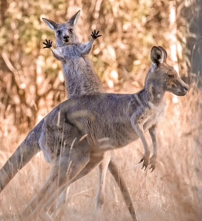 نمی‌توانید این عکس‌ها را ببینید و نخندید/ جایزه عکاسی طنز حیات‌وحش ۲۰۲۳ به کانگورو گیتاریست رسید