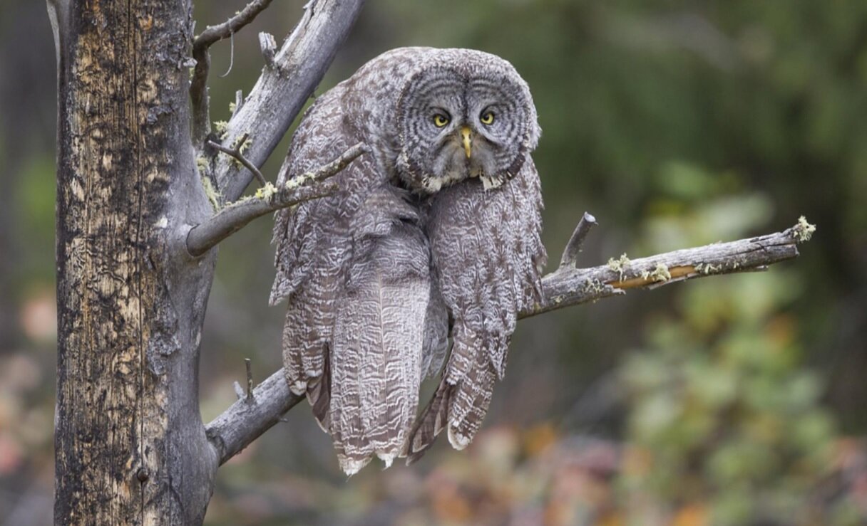 نمی‌توانید این عکس‌ها را ببینید و نخندید/ جایزه عکاسی طنز حیات‌وحش ۲۰۲۳ به کانگورو گیتاریست رسید