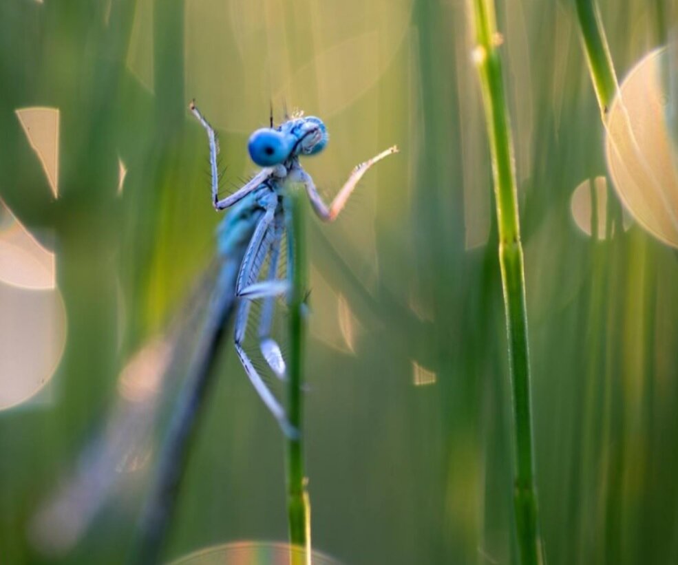 نمی‌توانید این عکس‌ها را ببینید و نخندید/ جایزه عکاسی طنز حیات‌وحش ۲۰۲۳ به کانگورو گیتاریست رسید