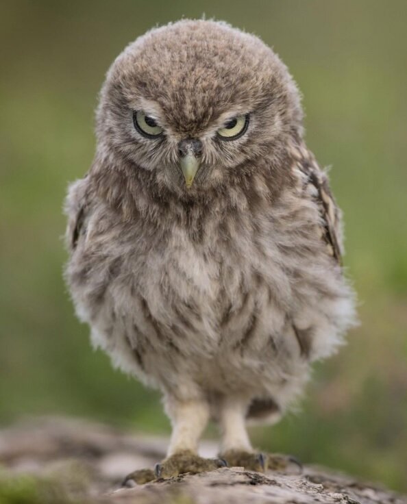 نمی‌توانید این عکس‌ها را ببینید و نخندید/ جایزه عکاسی طنز حیات‌وحش ۲۰۲۳ به کانگورو گیتاریست رسید