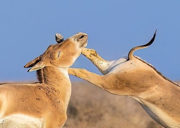 درگیری گورخرهای ایرانی در پارک ملی کویر/ عکس