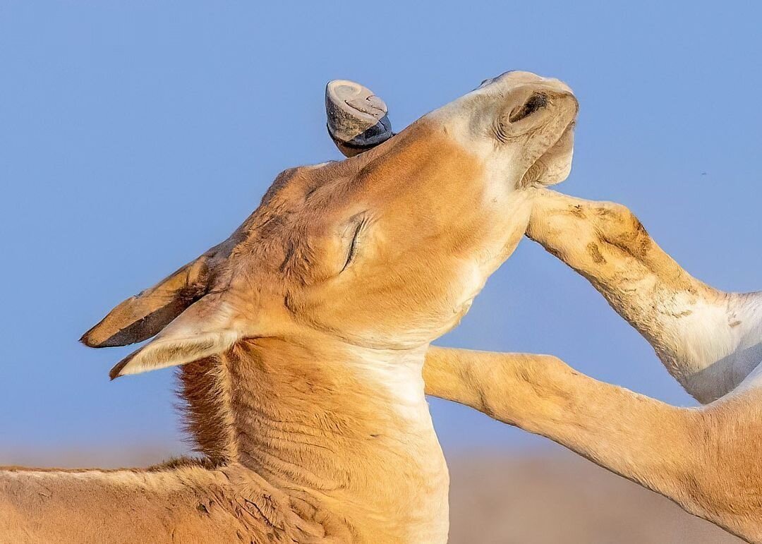 درگیری گورخرهای ایرانی در پارک ملی کویر/ عکس