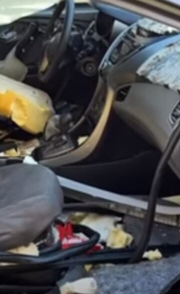 خرسی که بسته شکلات‌های بادام‌زمینی را دزدید