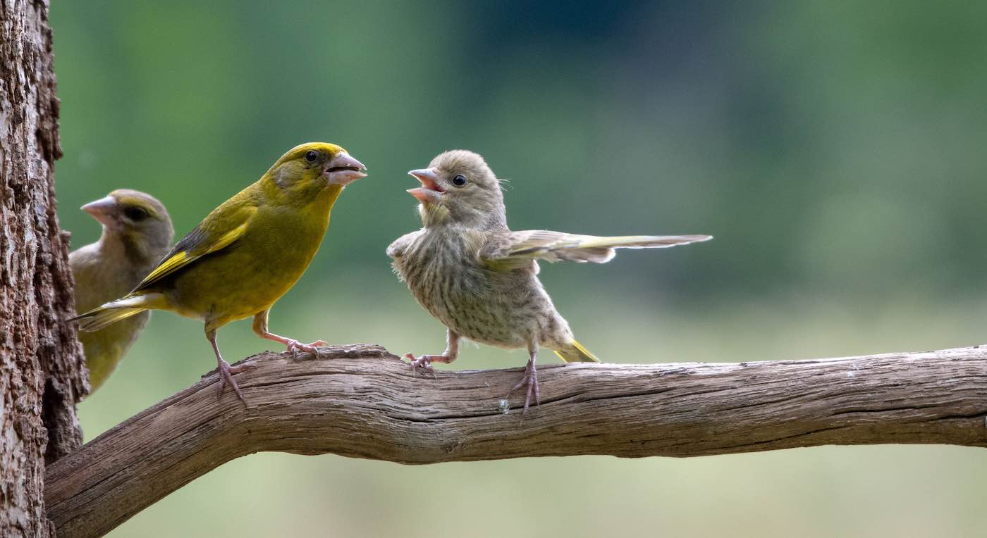 کانگورویی که گیتار می‌زند!/ عکس