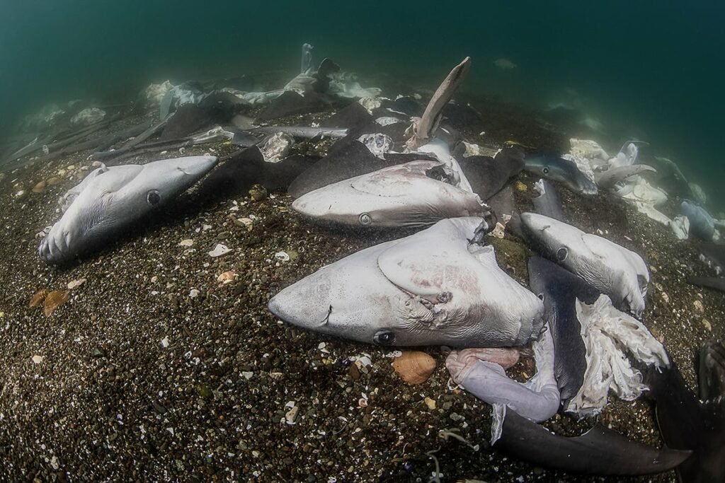 شکار موجودی بیگانه در اعماق تاریکی!/ عکس