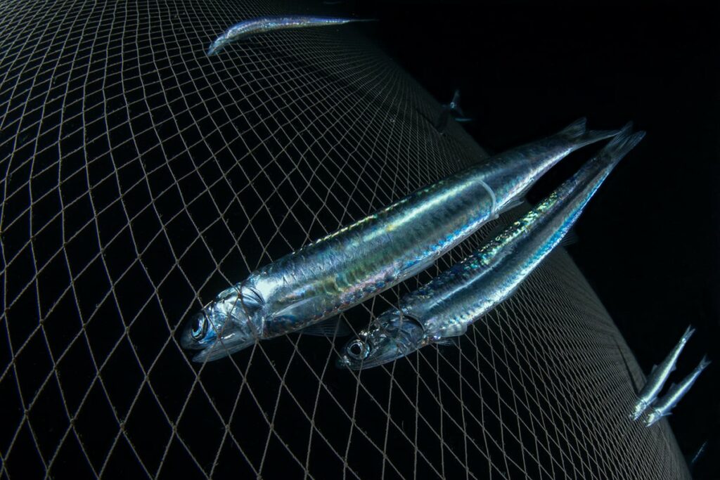 شکار موجودی بیگانه در اعماق تاریکی!/ عکس