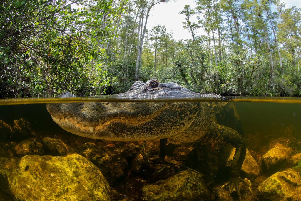 شکار موجودی بیگانه در اعماق تاریکی!/ عکس