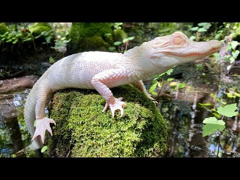 تولد نادرترین تمساح دنیا در یک پارک تفریحی/ عکس