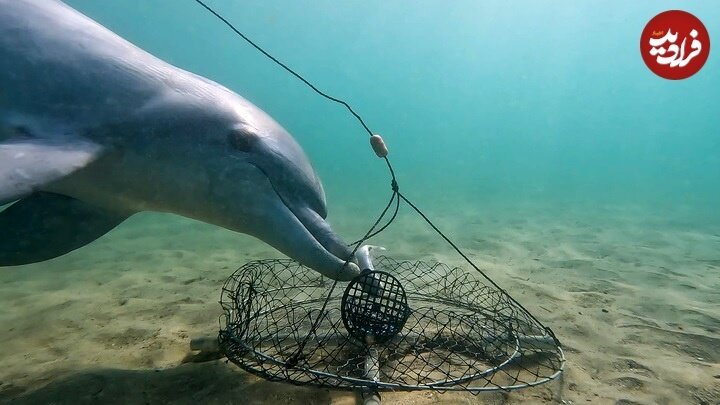 درگیری خونین سگ و کانگورو در آب!/ عکس