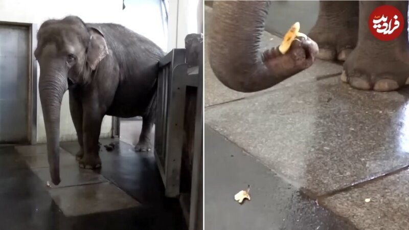 درگیری خونین سگ و کانگورو در آب!/ عکس