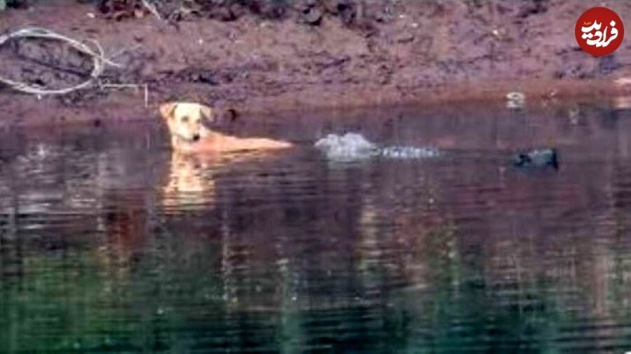 درگیری خونین سگ و کانگورو در آب!/ عکس